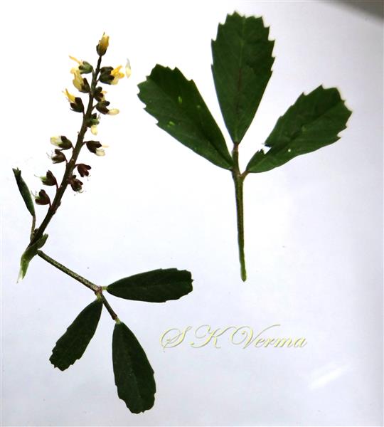  Leaf and inflorescence